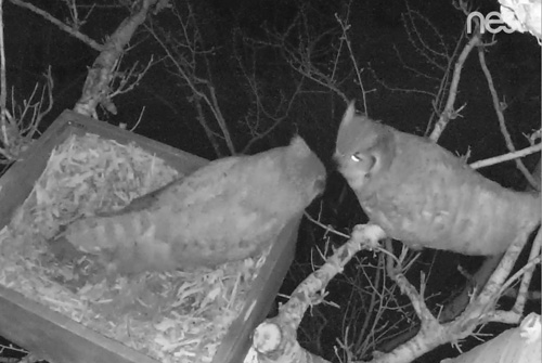 night vision of owl nest