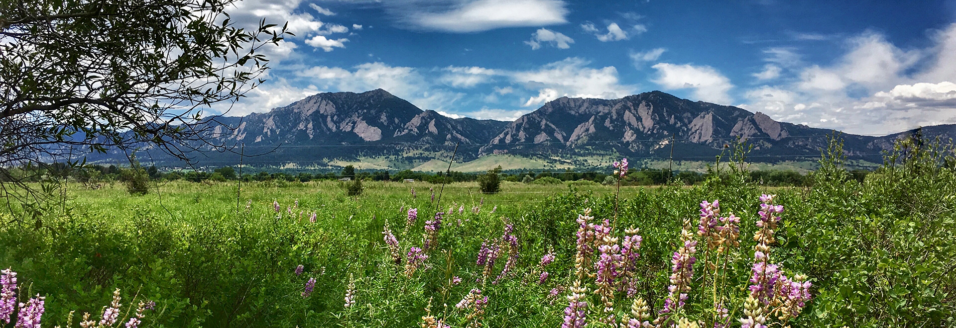 Mountain view with spring flowers and sky with clouds
