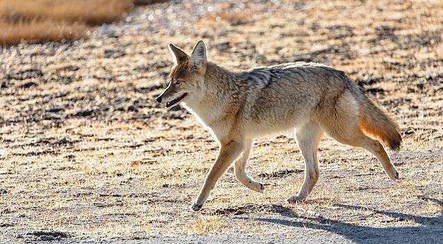 Coyote Trotting