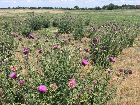 Invasive Weeds on Davidson Mesa