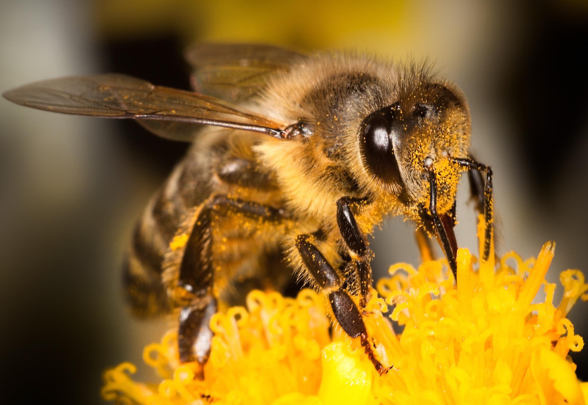 Bee on a flower 