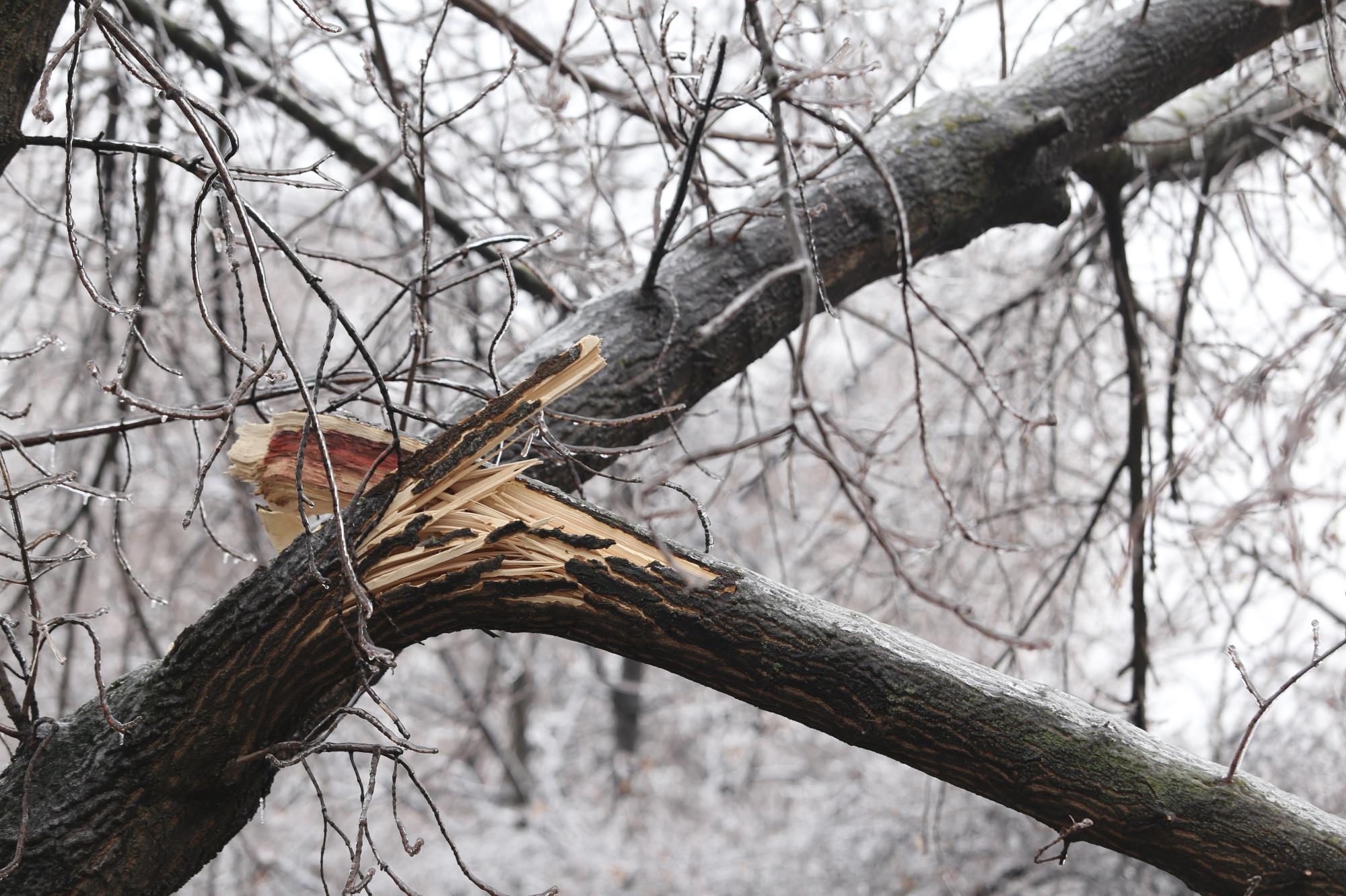 Branch that is broken 