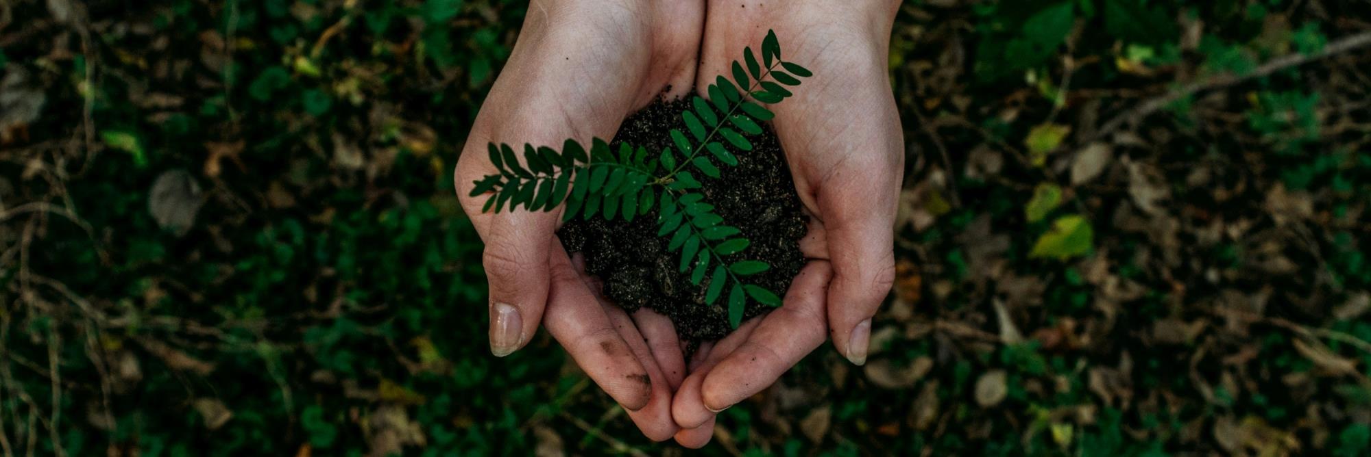 Hands holding a pile of soil with a plant growing out of it.