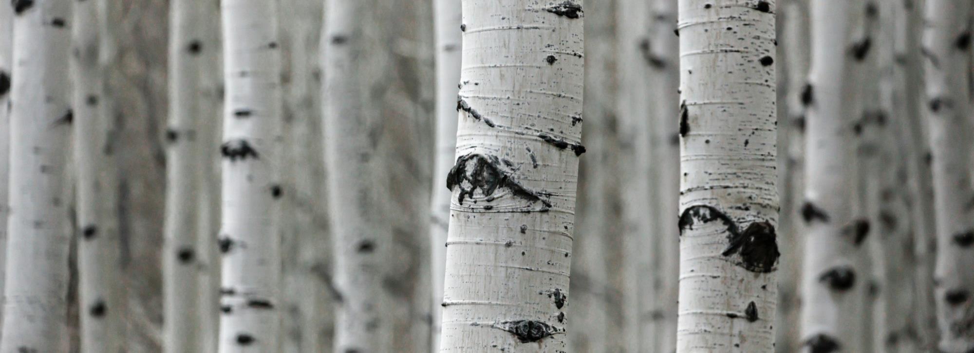 Close-up of Aspen trees' bark.