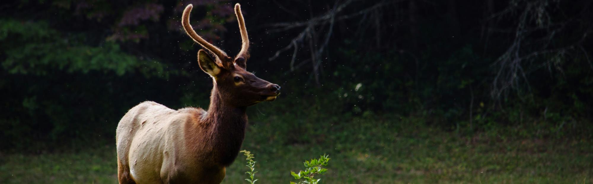 Image of elk in a green meadow.