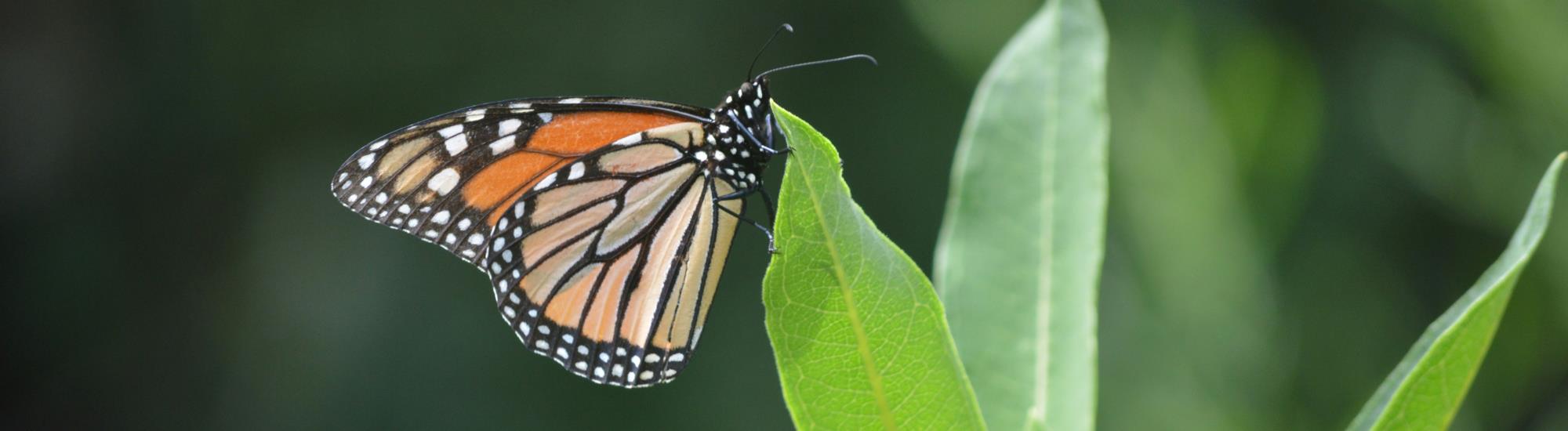 Close-up of orange butterfly on a leaf.